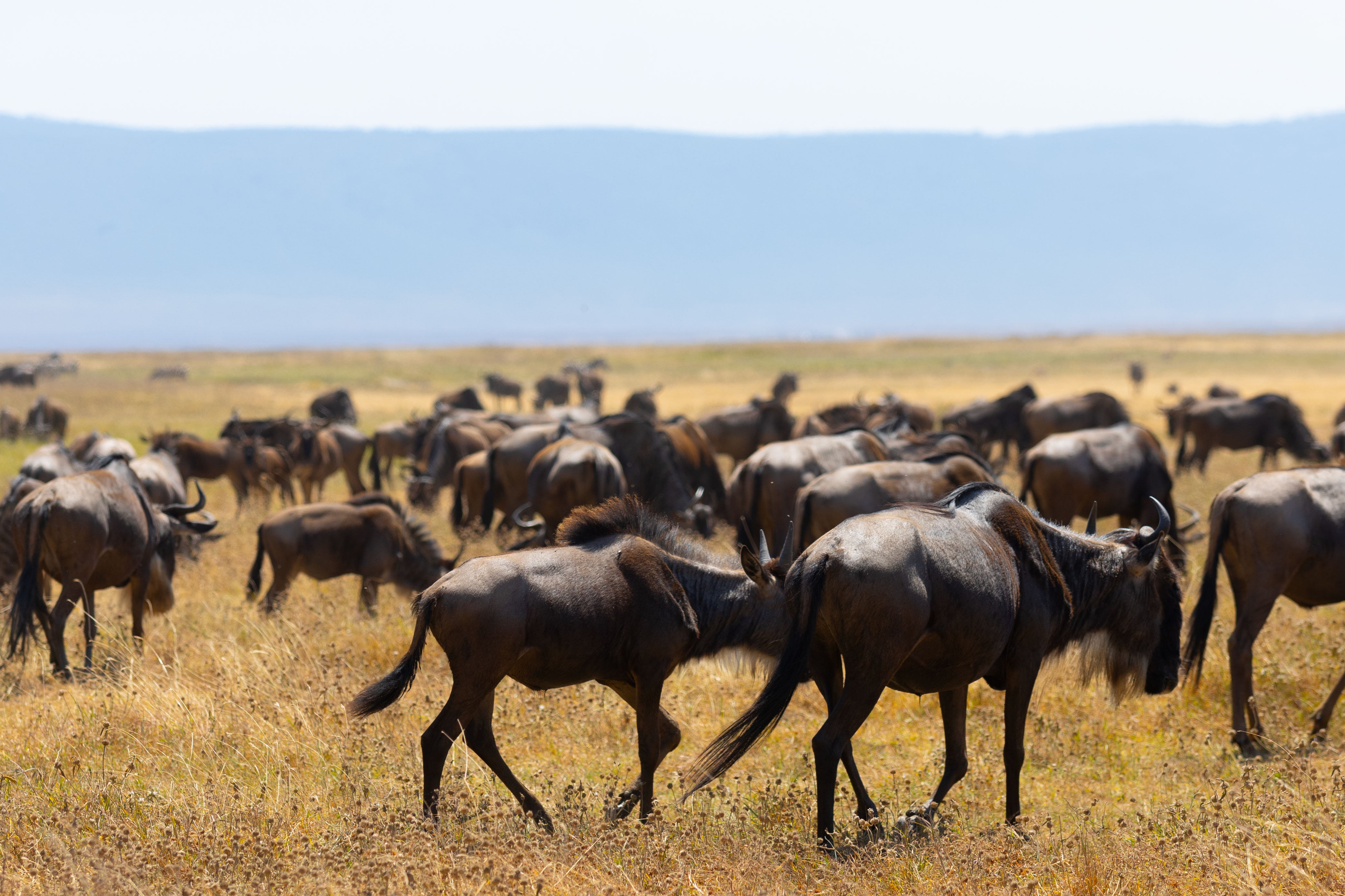 7 Day Family Great Migration Safari Tanzania